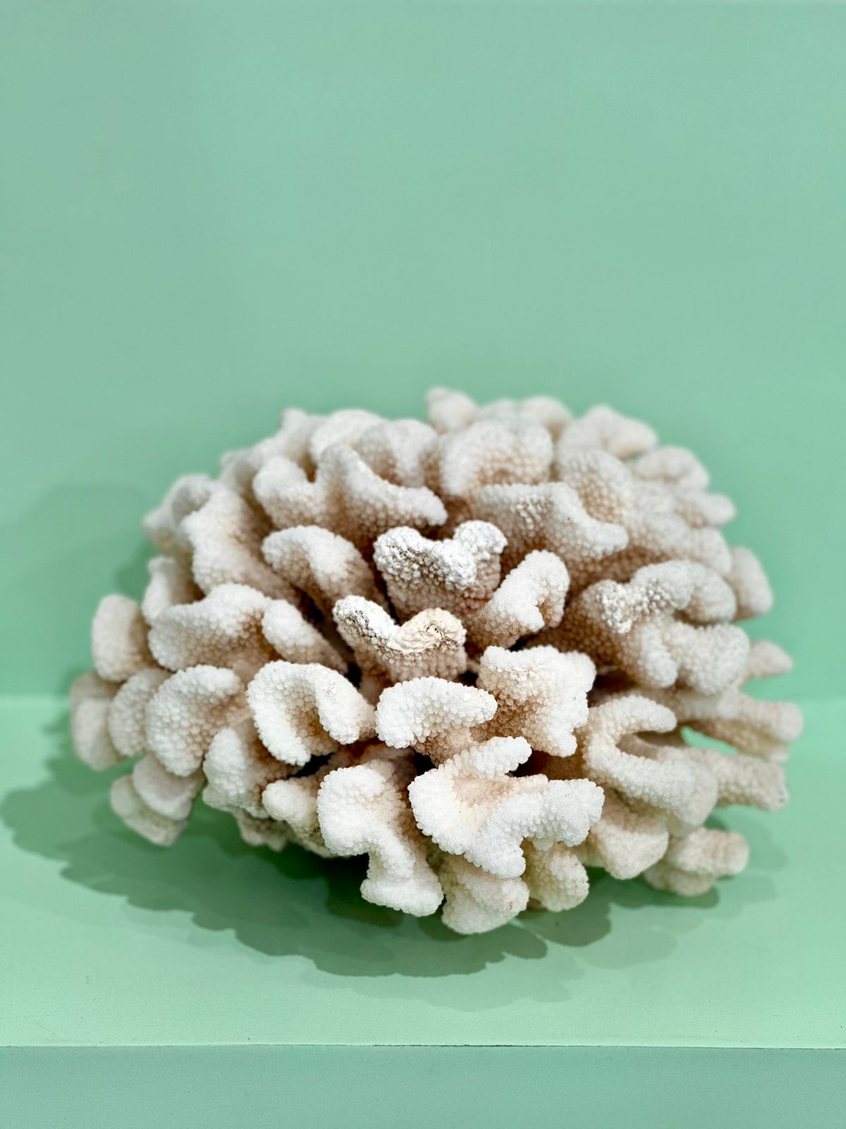 Tulamben Real Coral